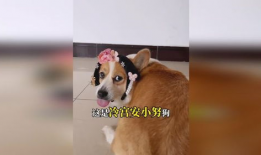 狗狗的视频,萌宠视频集锦