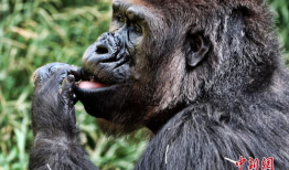 大猩猩交配视频高清,高清交配视频揭秘神秘生活